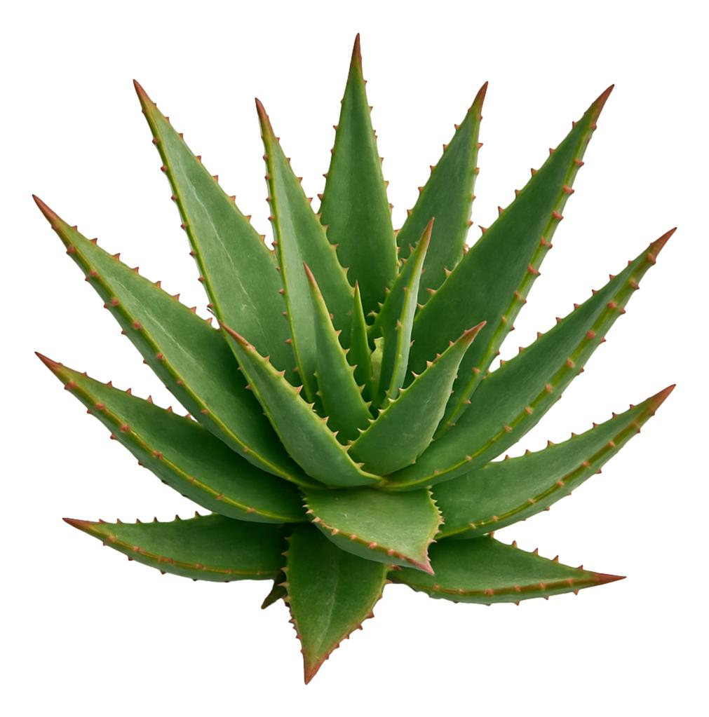 Aloe Ferox Leaf Extract