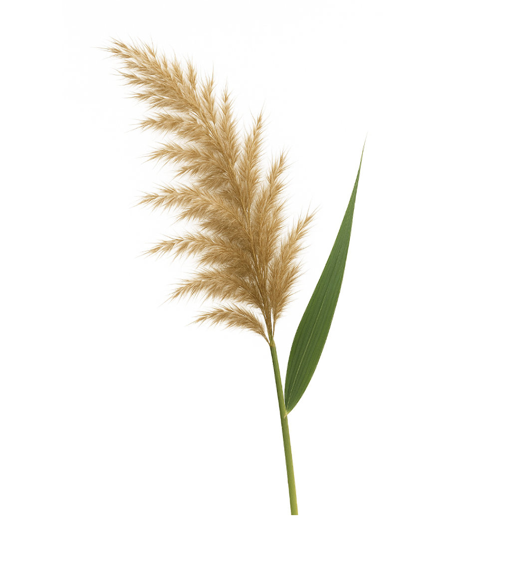 Phragmites Communis Extract