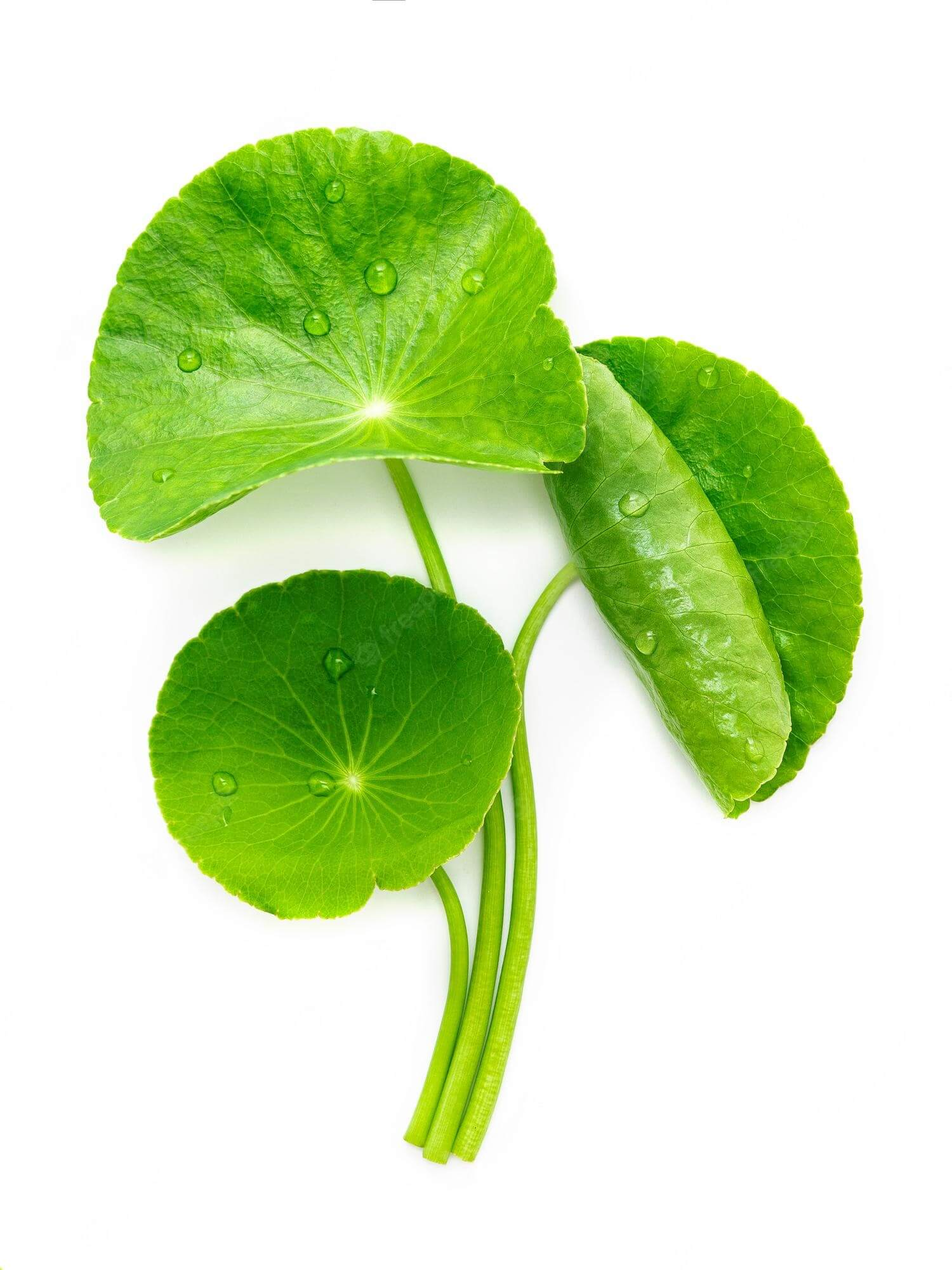 Centella Asiatica Leaf Extract