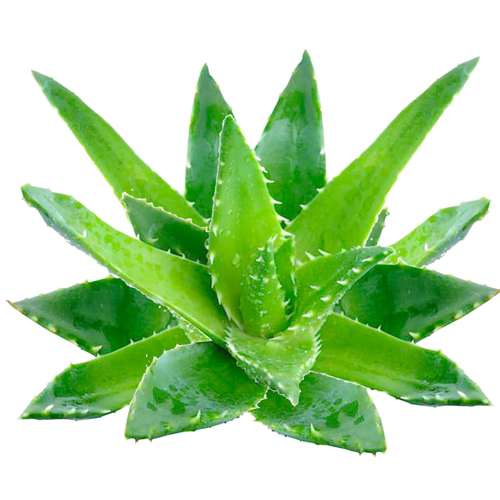 Aloe Barbadensis Leaf Juice