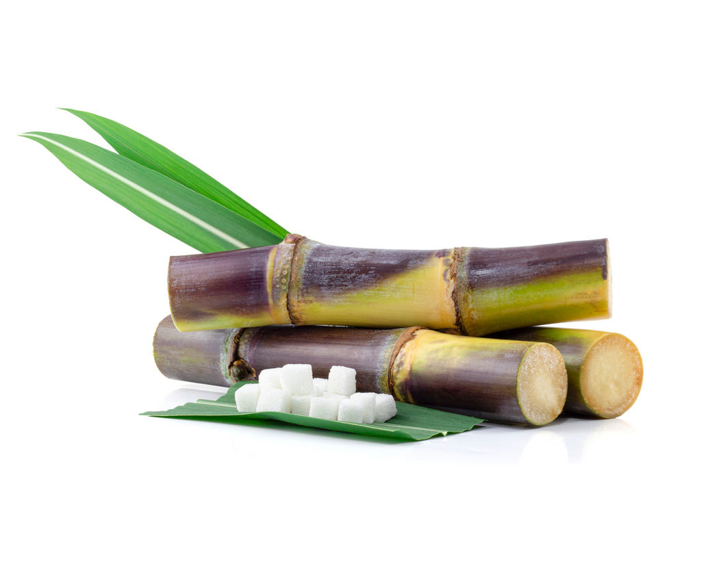 Saccharum Officinarum (Sugar Cane) Extract
